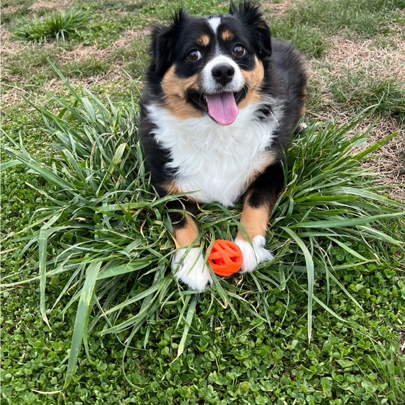 Meet your Posher, Brooke - Picture 1 of 1